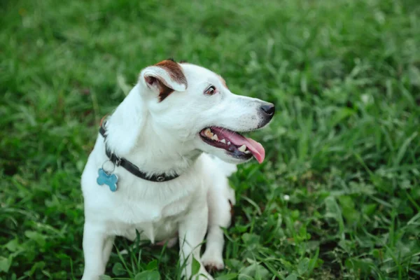 自然公園の緑の芝生の上に小さなジャック ラッセル テリアの肖像画 白い面白い小さなジャック ラッセル テリアの犬が自然の中で 屋外で散歩しています ペットの愛の概念 サイトのコピースペース — ストック写真