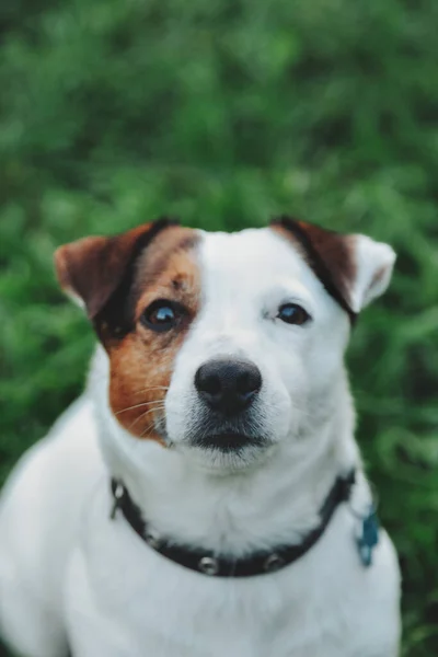 自然公園の緑の芝生の上に小さなジャック ラッセル テリアの肖像画 白い面白い小さなジャック ラッセル テリアの犬が自然の中で 屋外で散歩しています ペットの愛の概念 サイトのコピースペース — ストック写真