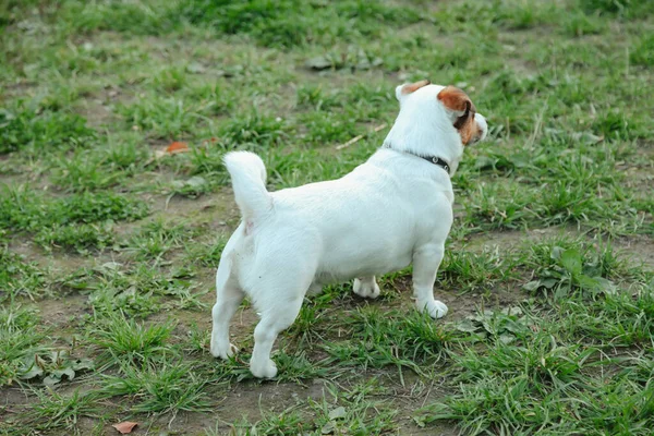 Küçük Jack Russell Teriyeri 'nin portresi. Doğal parktaki yeşil çimlerde. Beyaz komik küçük Jack Russell teriyer köpeği doğa yürüyüşünde, açık havada oynuyor. Hayvan sevgisi konsepti. Alan için kopyala