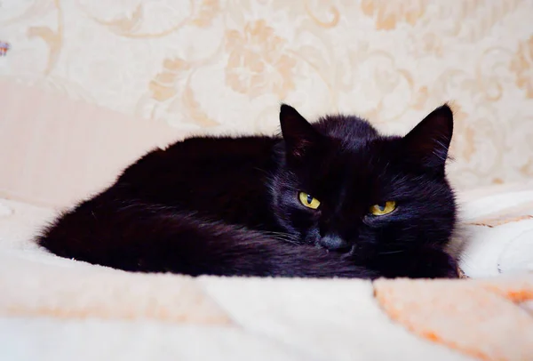 Black Cat Lying Comfortably Warm Bedspread — Stock Photo, Image