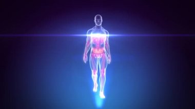 insan anatomisi yürüme - 3d x-ray tarama animasyonu döngüye