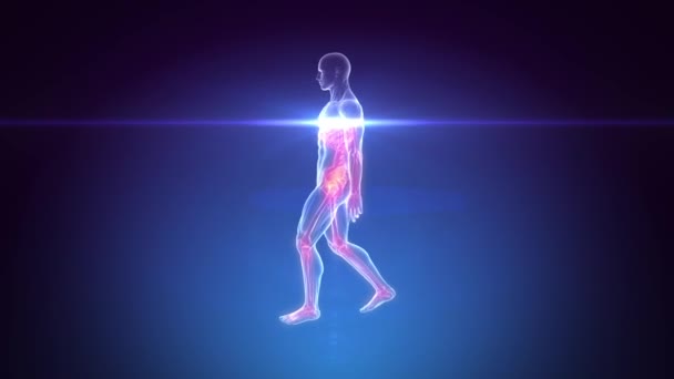 Escaneo del esqueleto del cuerpo humano - Animación LOOP — Vídeos de Stock