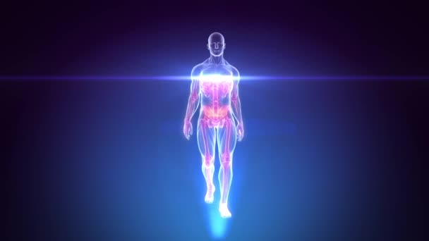 Numérisation 3D X-RAY de l'anatomie humaine marche - Boucle d'animation 