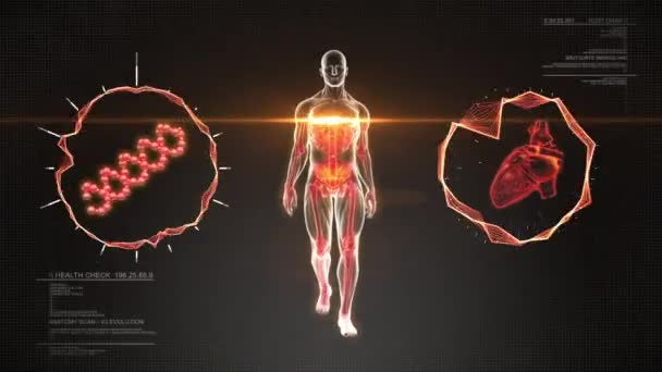 Organizm ludzki spacery i szkielet skanowania z serca i dna - animacja pętli — Wideo stockowe
