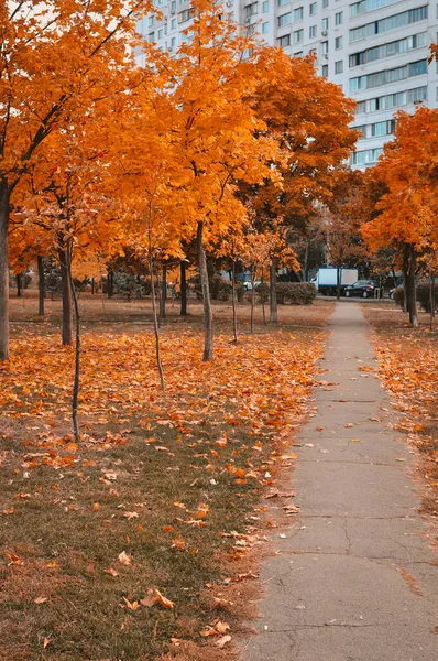 公園の秋には黄色い木と道があります 高品質の写真 — ストック写真