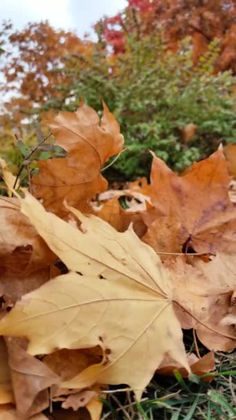 Suché javorové listy na zemi v podzimním parku — Stock video