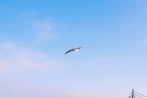 Птицы Летят Голубом Облачном Пространстве Копирования Неба — стоковое фото