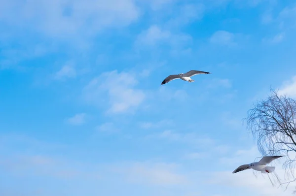 Ptaki Latające Błękitnym Pochmurnym Niebie Przestrzeń Kopia Tło — Zdjęcie stockowe