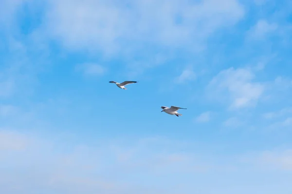 Птахи Літають Синьому Хмарному Небі Копіюють Простір Тло — стокове фото