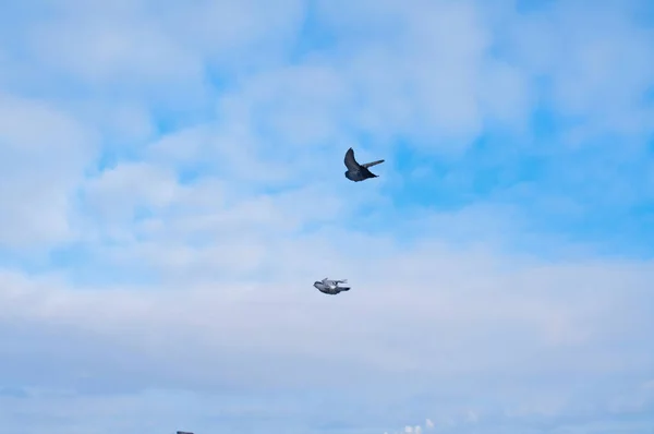 นกบ นในท องฟ าเมฆส ดลอกพ นหล — ภาพถ่ายสต็อก