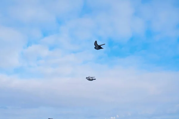 Birds Flying Blue Cloudy Sky Copy Space Fundo — Fotografia de Stock