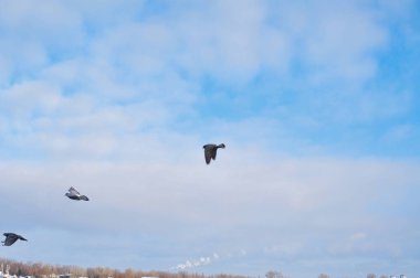  Mavi bulutlu gökyüzünde uçan kuşlar kopyalama arkaplanı 