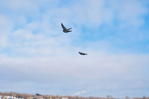 Птахи Літають Синьому Хмарному Небі Копіюють Простір Тло — стокове фото