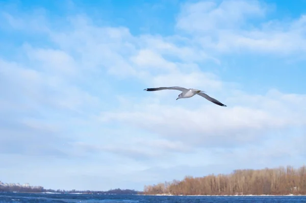 Birds Flying Blue Cloudy Sky Copy Space Fundo — Fotografia de Stock