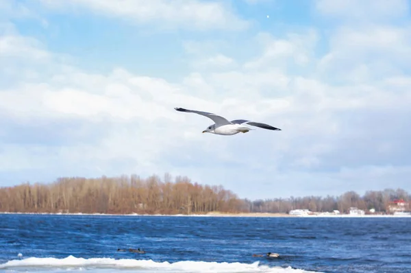 Birds Flying Blue Cloudy Sky Copy Space Fundo — Fotografia de Stock