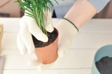 Yeşil buğday bitkisinin evde nakli, ev bitkileri. Yüksek kalite fotoğraf
