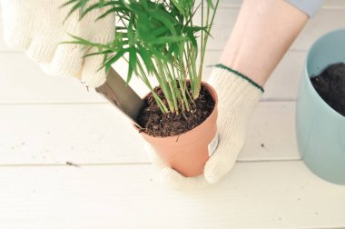 Yeşil buğday bitkisinin evde nakli, ev bitkileri. Yüksek kalite fotoğraf