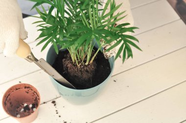 Yeşil buğday bitkisinin evde nakli, ev bitkileri. Yüksek kalite fotoğraf