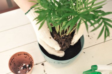 Yeşil buğday bitkisinin evde nakli, ev bitkileri. Yüksek kalite fotoğraf