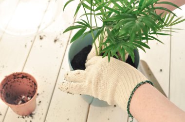 Yeşil buğday bitkisinin evde nakli, ev bitkileri. Yüksek kalite fotoğraf