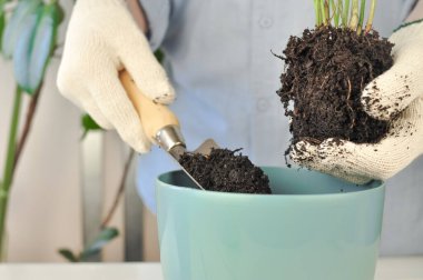 Yeşil buğday bitkisinin evde nakli, ev bitkileri. Yüksek kalite fotoğraf