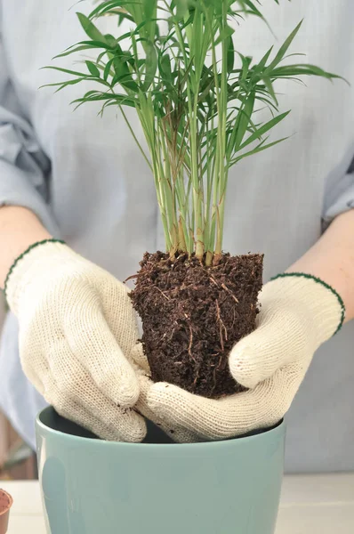 Yeşil buğday bitkisinin evde nakli, ev bitkileri. Yüksek kalite fotoğraf