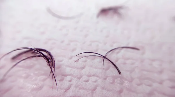 Removed fake lashes for lash extensions on pink napkin. High quality photo