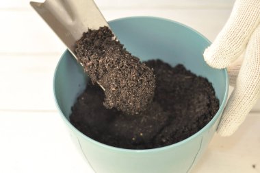 Yeşil buğday bitkisinin evde nakli, ev bitkileri. Yüksek kalite fotoğraf