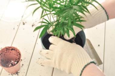 Yeşil buğday bitkisinin evde nakli, ev bitkileri. Yüksek kalite fotoğraf