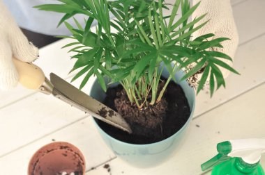 Yeşil buğday bitkisinin evde nakli, ev bitkileri. Yüksek kalite fotoğraf