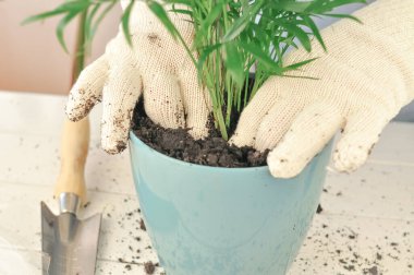 Yeşil buğday bitkisinin evde nakli, ev bitkileri. Yüksek kalite fotoğraf