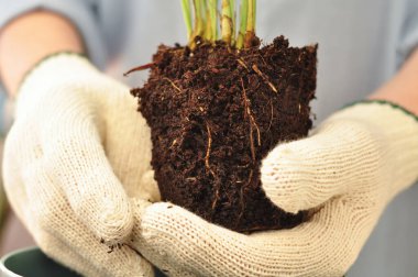 Yeşil buğday bitkisinin evde nakli, ev bitkileri. Yüksek kalite fotoğraf
