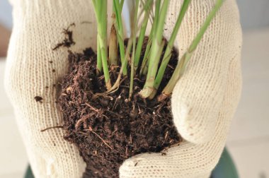 Yeşil buğday bitkisinin evde nakli, ev bitkileri. Yüksek kalite fotoğraf