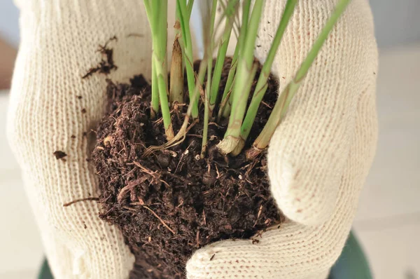 Yeşil buğday bitkisinin evde nakli, ev bitkileri. Yüksek kalite fotoğraf