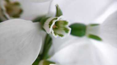 Beyaz arka planda ilk kar damlalarından oluşan bir buket. Yüksek kalite fotoğraf