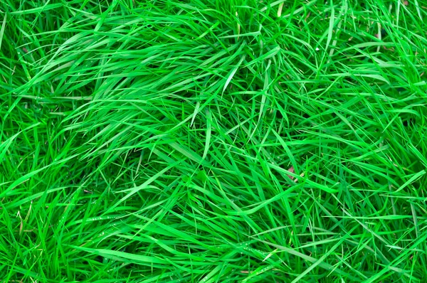 Świeża Zielona Trawa Tło Tekstury Przestrzeń Kopiowania Wysokiej Jakości Zdjęcie — Zdjęcie stockowe