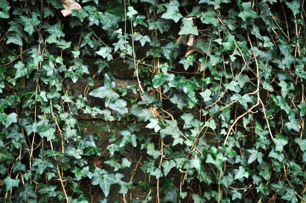 Verse Groene Bladeren Achtergrond Textuur Kopiëren Ruimte Hoge Kwaliteit Foto — Stockfoto