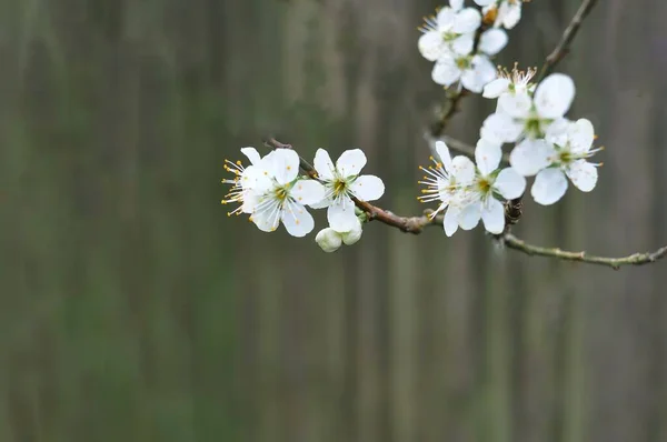Flores Damasco Florescendo Árvore Fundo Primavera Foto Alta Qualidade — Fotografia de Stock