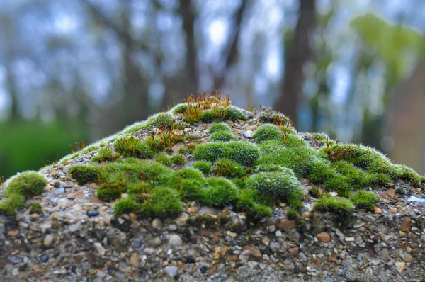 Groen Nat Mos Het Beton Oppervlak Buiten Hoge Kwaliteit Foto — Stockfoto