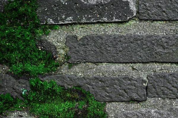 Grünes Nasses Moos Auf Der Oberfläche Hochwertiges Foto — Stockfoto