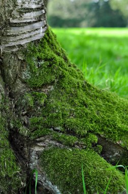 Ağaç kabuğunda yeşil ıslak yosun var. Yüksek kalite fotoğraf