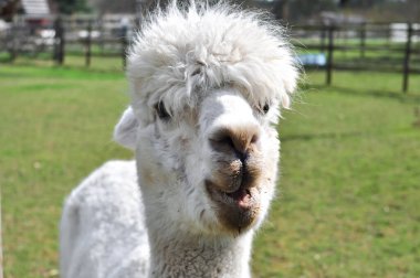 Beyaz kıvırcık lama çiftlikte yürüyor. Yüksek kalite fotoğraf