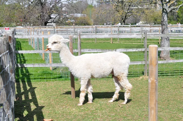 White Curly Lama Walking Farm High Quality Photo — ストック写真