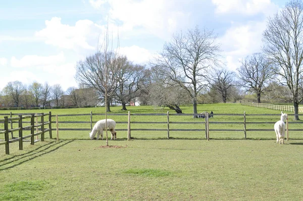 White Curly Lama Walking Farm High Quality Photo — ストック写真