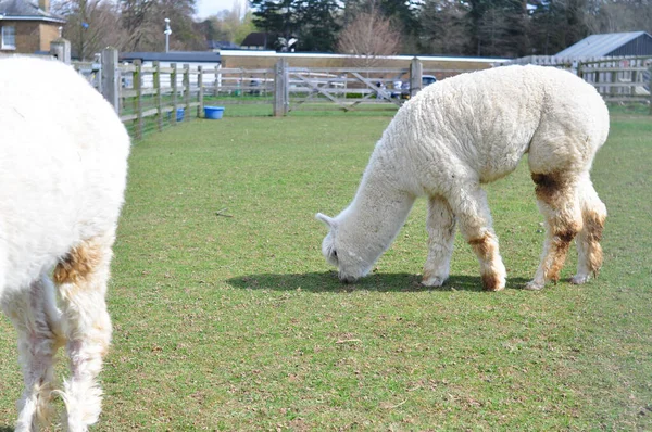 Lama Encaracolado Branco Andando Fazenda Foto Alta Qualidade — Fotografia de Stock