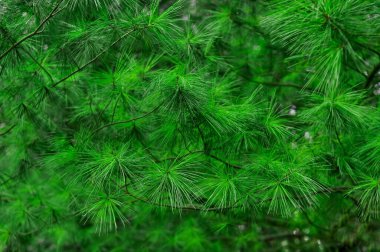 Evergreen Pine Tree doğal duvar kağıdı ve arkaplan fotokopi alanı. Yüksek kalite fotoğraf