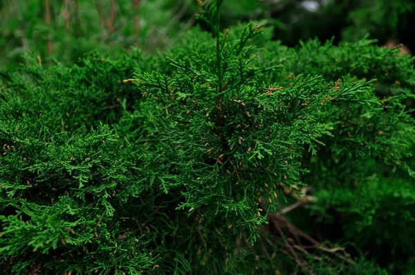 Evergreen Pine Tree doğal duvar kağıdı ve arkaplan fotokopi alanı. Yüksek kalite fotoğraf