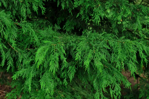 Evergreen Borovice Přírodní Tapety Pozadí Kopírovat Prostor Kvalitní Fotografie — Stock fotografie