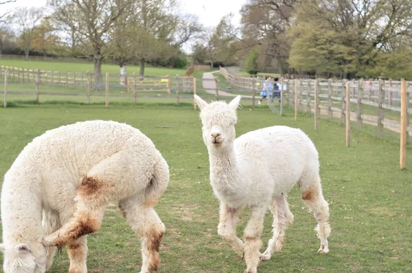 Lama Bouclé Blanc Pâturage Sur Ferme Printemps Photo Haute Qualité — Photo