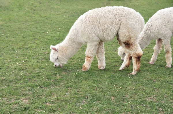 White Curly Lama Grazing Farm Spring High Quality Photo — ストック写真